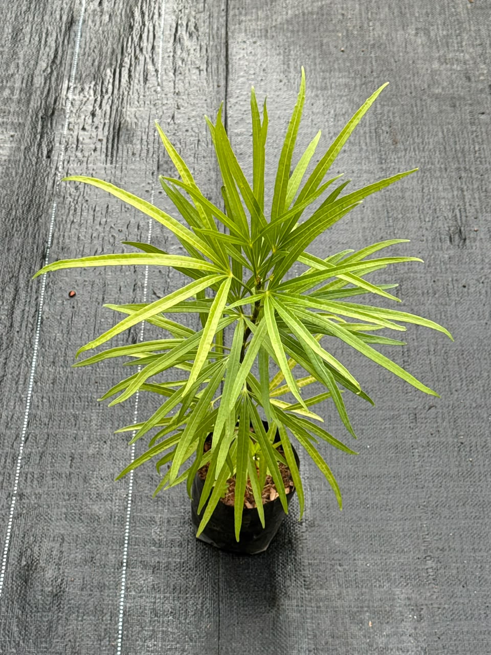 Finger Aralia