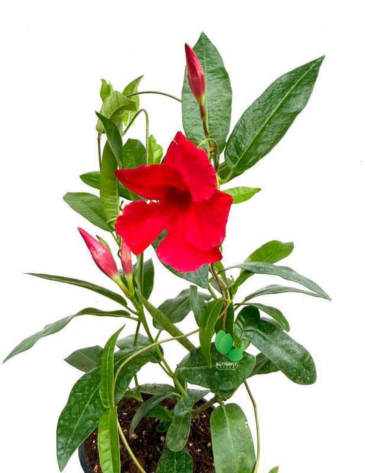 Mandevilla Red