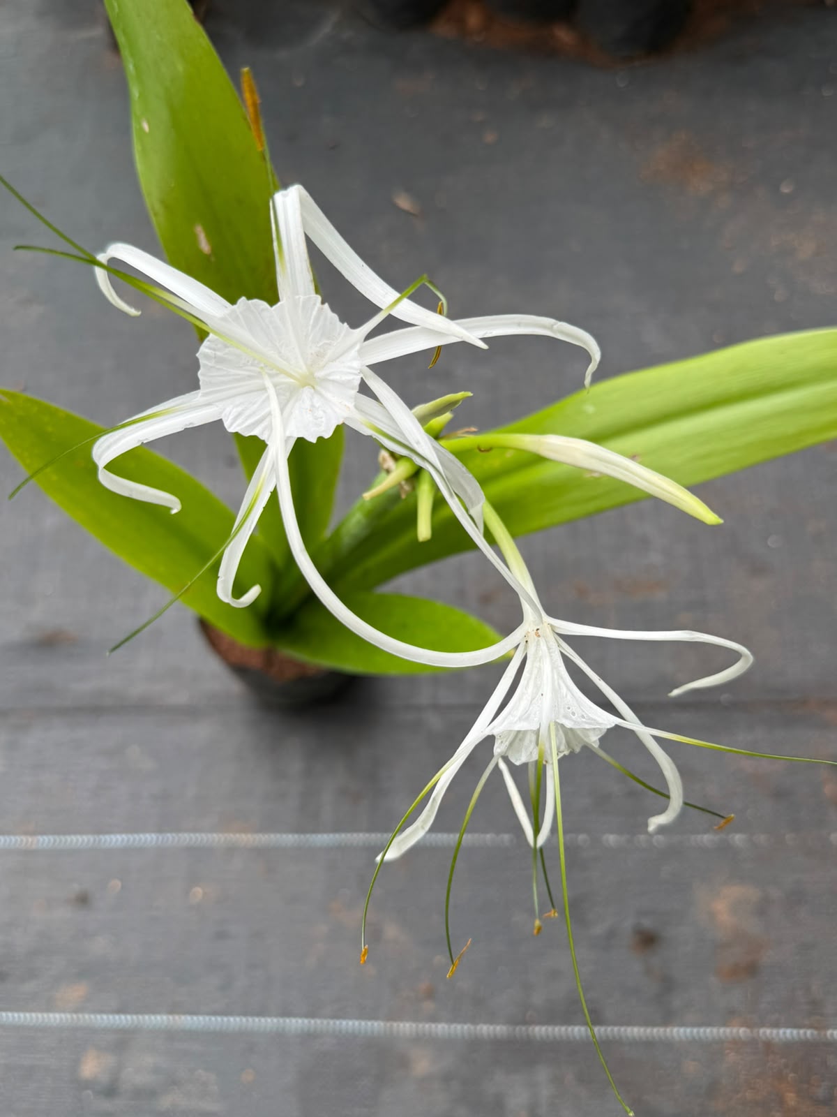 Spider Lily