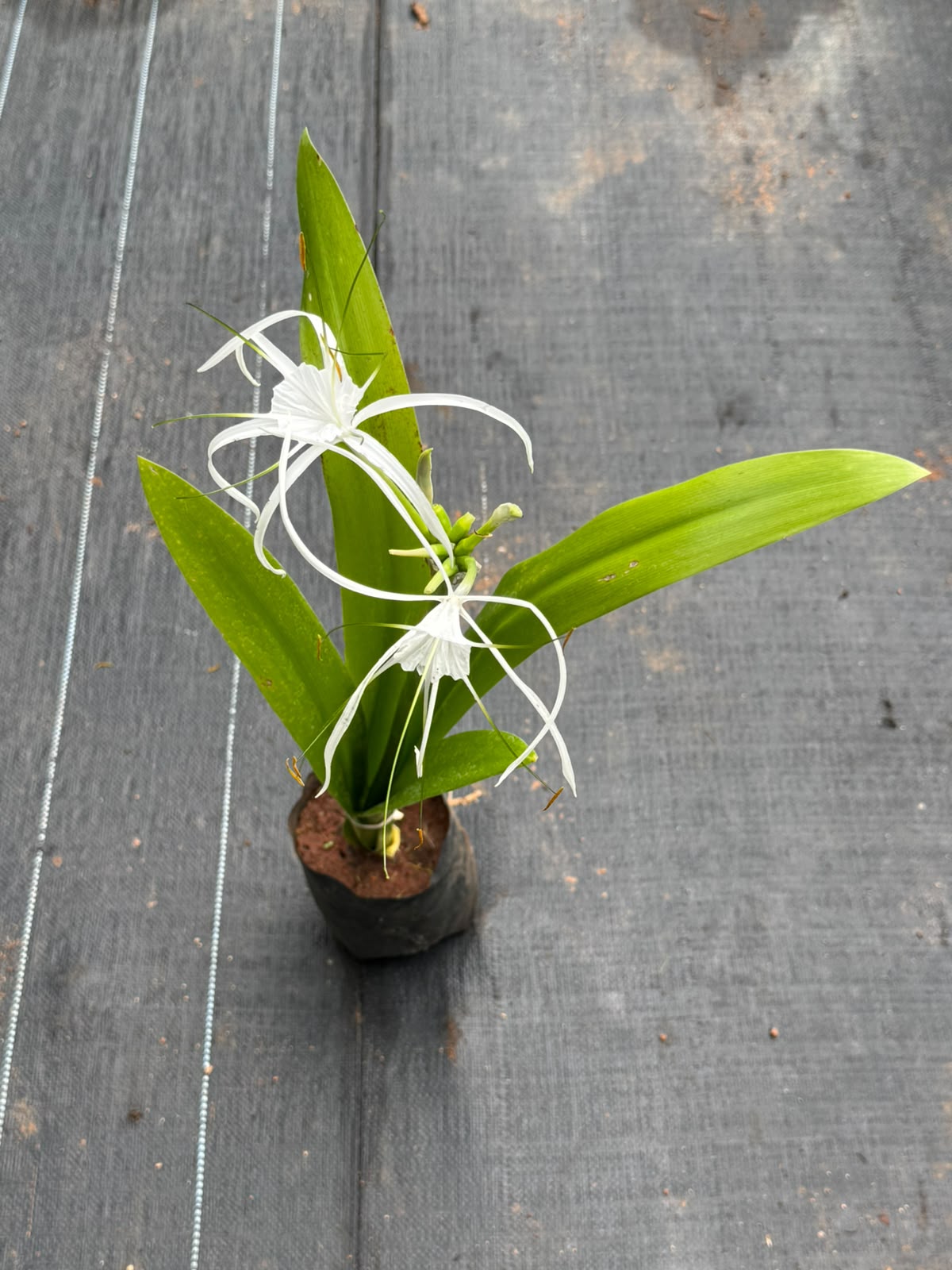 Spider Lily