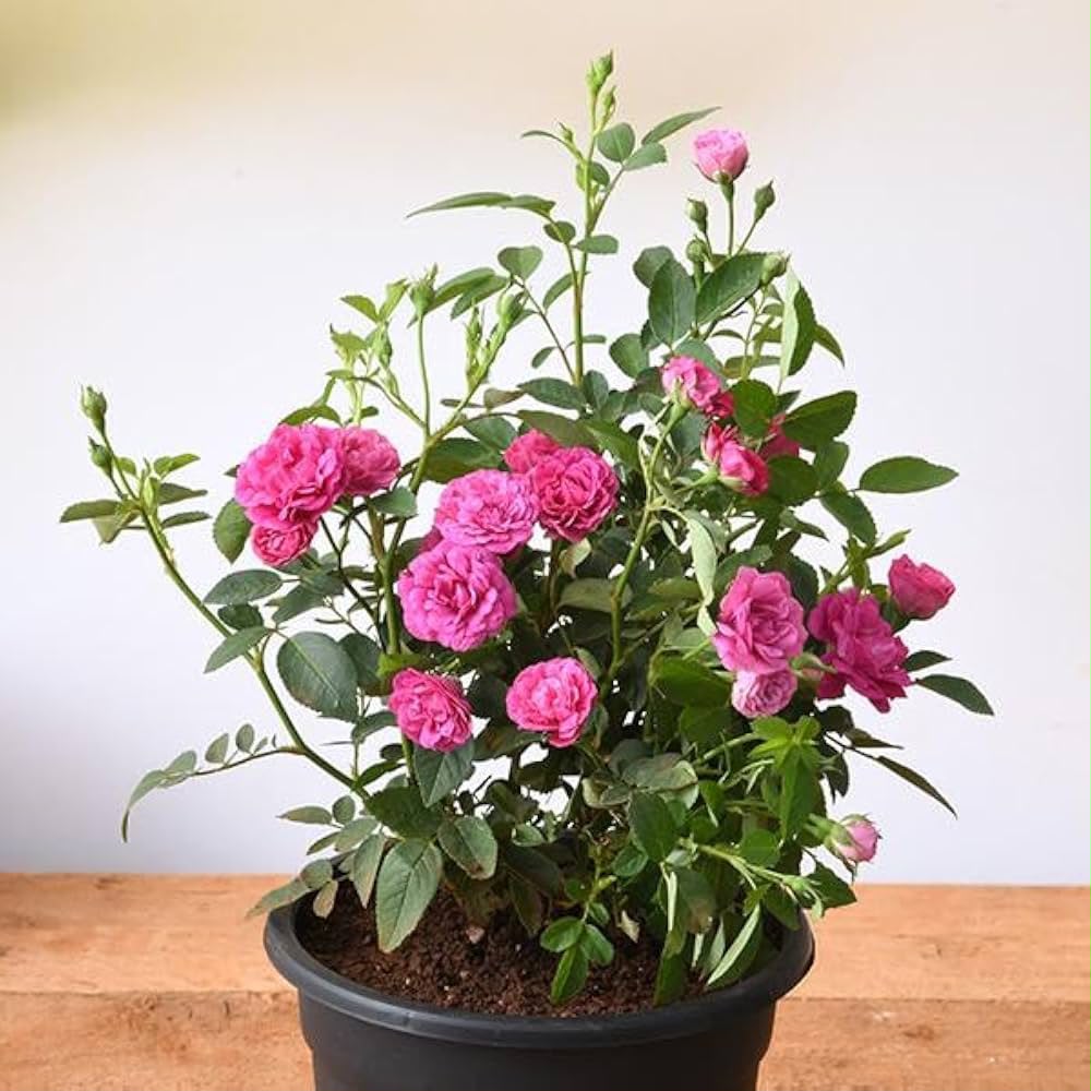 Creeper Rose Combo ( Red & Pink ) – Butterfly Nursery