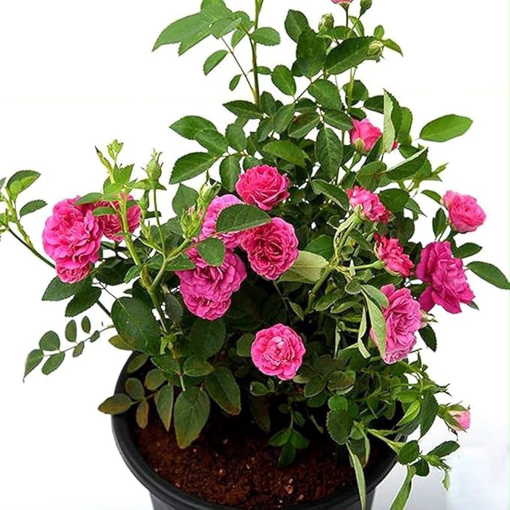 Creeper Rose Pink