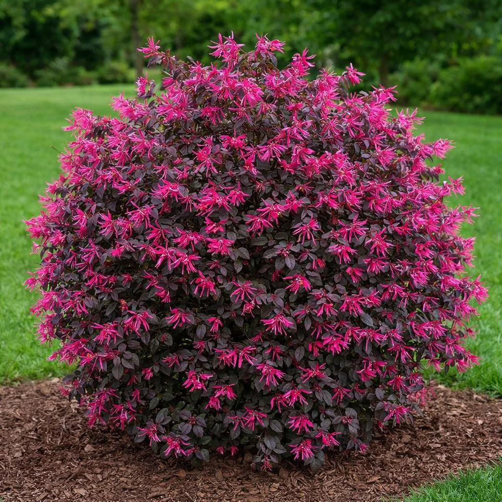 Loropetalum Plant (Chinese Fringe-Flower)