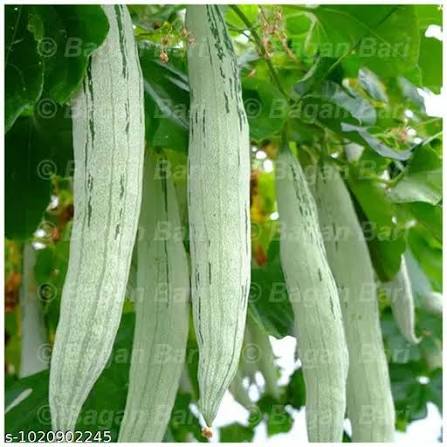 Snake Gourd Seeds