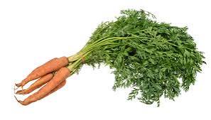 Carrot Seeds