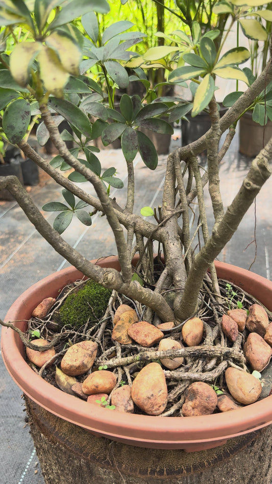 Bonsai