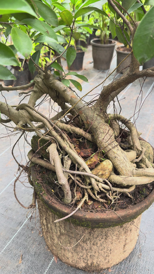 Bonsai