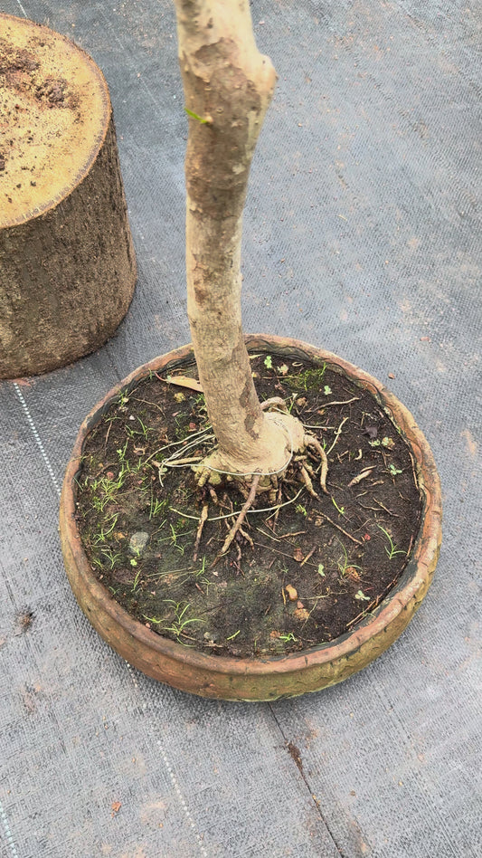 Bonsai