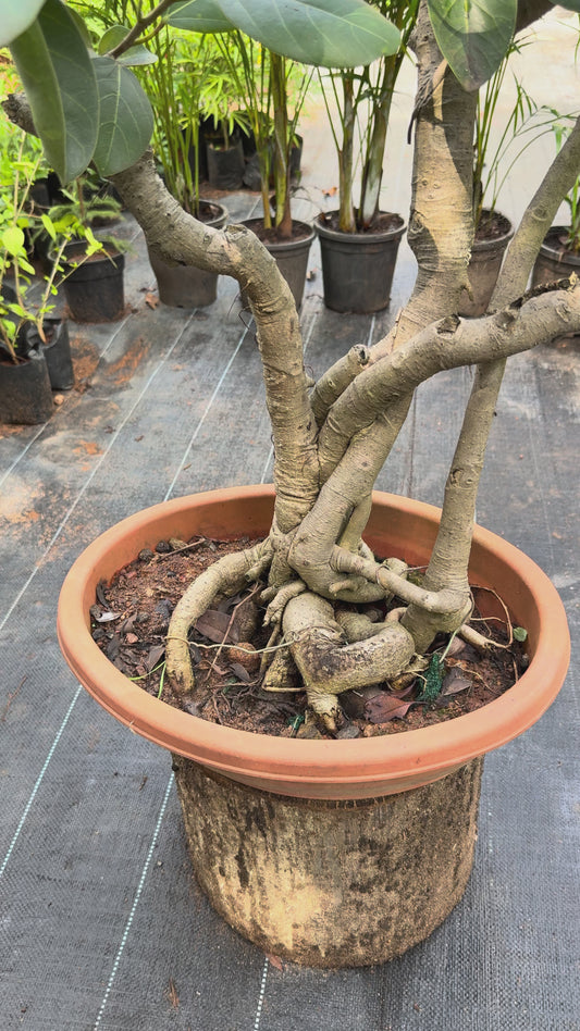 Bonsai