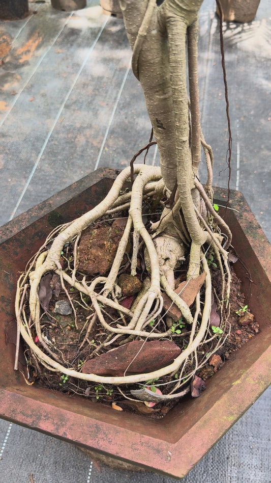 Bonsai
