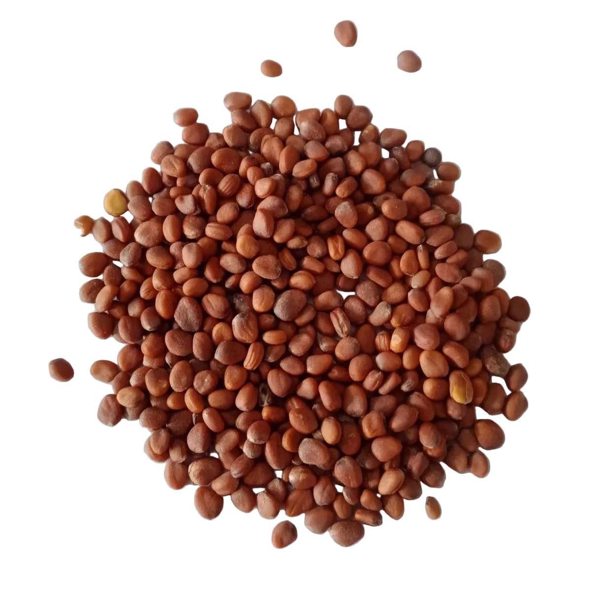 White Radish Seeds
